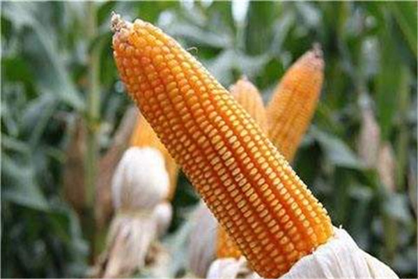 玉米可以和酸奶一起吃嗎 酸奶的作用 玉米可以和酸奶一起吃嗎 酸奶的作用