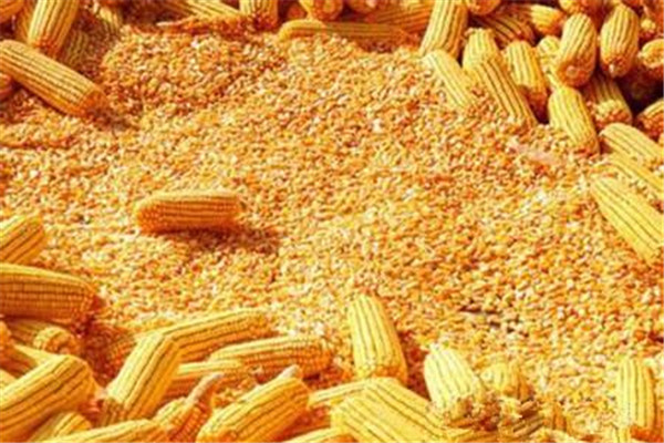 玉米可以和酸奶一起吃嗎 酸奶的作用 玉米可以和酸奶一起吃嗎 酸奶的作用