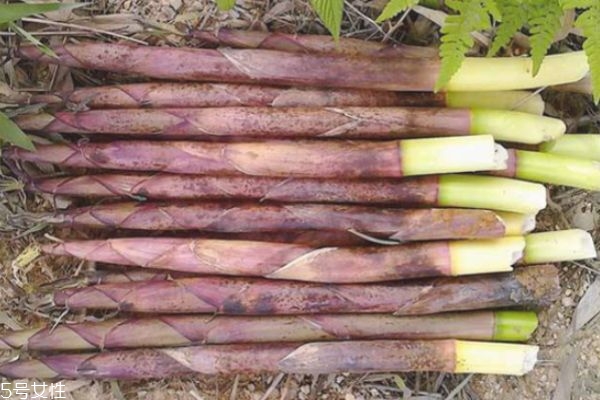 春筍怎么保鮮 春筍的保存方法 春筍怎么保鮮 春筍的保存方法