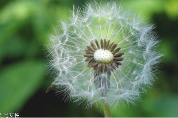 喉嚨痛能喝蒲公英水嗎 喉嚨痛喝蒲公英好不好 喉嚨痛能喝蒲公英水嗎 喉嚨痛喝蒲公英好不好