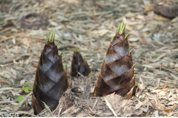 嫩筍子怎么做好吃 嫩筍的做法步驟 嫩筍子怎么做好吃 嫩筍的做法步驟