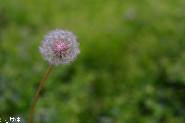 喉嚨痛能喝蒲公英水嗎 喉嚨痛喝蒲公英好不好 喉嚨痛能喝蒲公英水嗎 喉嚨痛喝蒲公英好不好