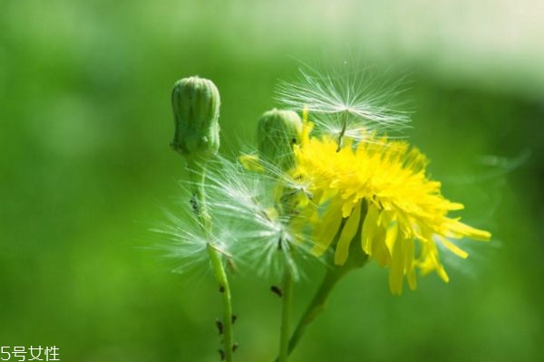 蒲公英治哪些婦科炎癥 蒲公英茶對女性的作用 蒲公英治哪些婦科炎癥 蒲公英茶對女性的作用