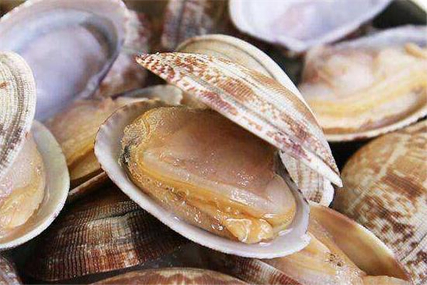 文蛤能多吃嗎？文蛤吃多了有什么好處？