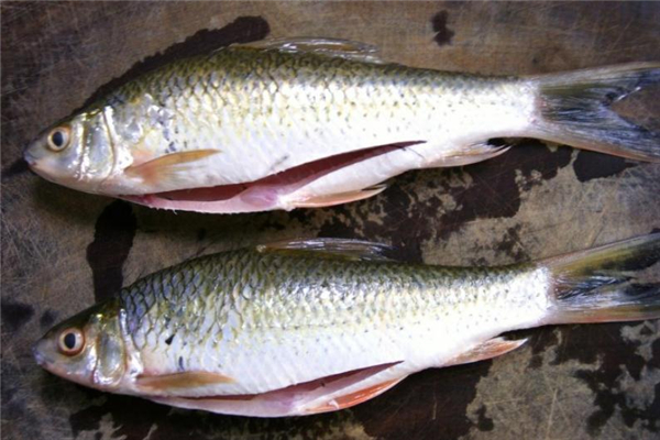 鯪魚是什么魚 鯪魚是海魚還是淡水魚 鯪魚是什么魚 鯪魚是海魚還是淡水魚