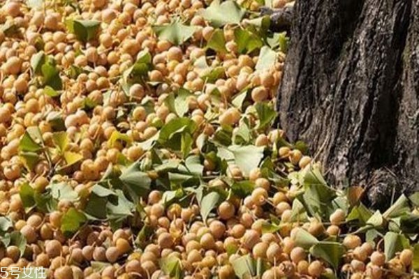 白果是涼性還是熱性 白果可以殺菌 白果是涼性還是熱性 白果可以殺菌