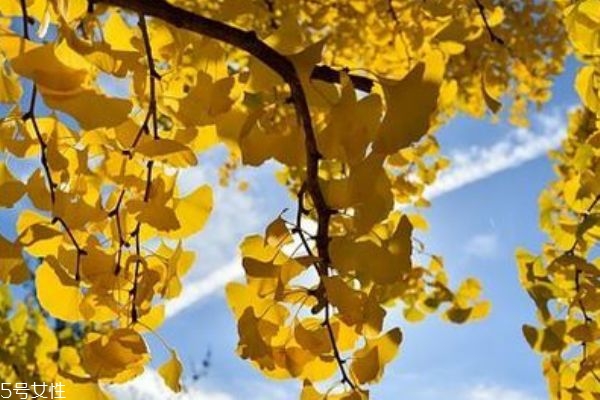 白果是涼性還是熱性 白果可以殺菌 白果是涼性還是熱性 白果可以殺菌