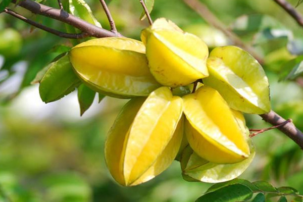 楊桃可以泡水喝嗎 楊桃功效 楊桃可以泡水喝嗎 楊桃功效