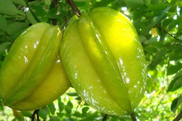 楊桃可以泡水喝嗎 楊桃功效 楊桃可以泡水喝嗎 楊桃功效