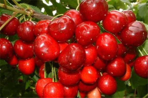 櫻桃能降尿酸嗎 櫻桃的功效 櫻桃能降尿酸嗎 櫻桃的功效