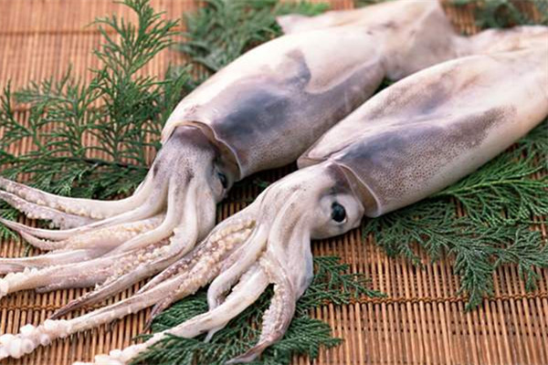 魷魚可以生吃嗎 魷魚的功效 魷魚可以生吃嗎 魷魚的功效