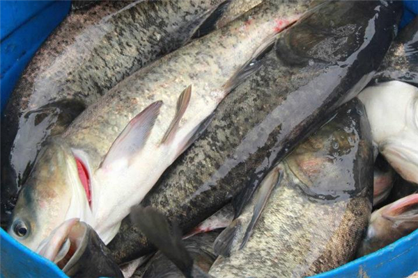 鳙魚是什么魚 營(yíng)養(yǎng)美味食材 鳙魚是什么魚 營(yíng)養(yǎng)美味食材