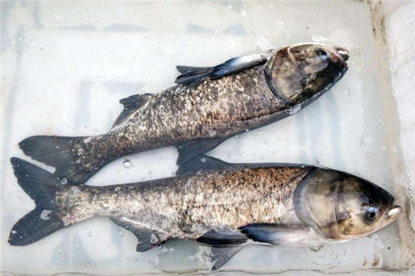 鳙魚和鰱魚的區(qū)別 肉質(zhì)不相同 鳙魚和鰱魚的區(qū)別 肉質(zhì)不相同