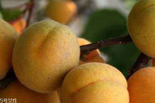 杏子吃多了會(huì)上火嗎 不宜多吃