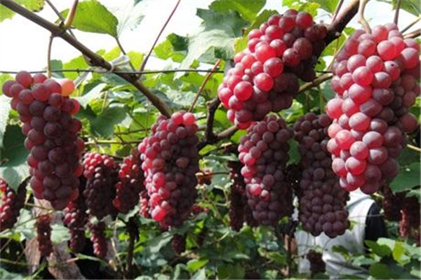 葡萄可以和什么蔬果一起榨汁 葡萄榨汁喝法 葡萄可以和什么蔬果一起榨汁 葡萄榨汁喝法