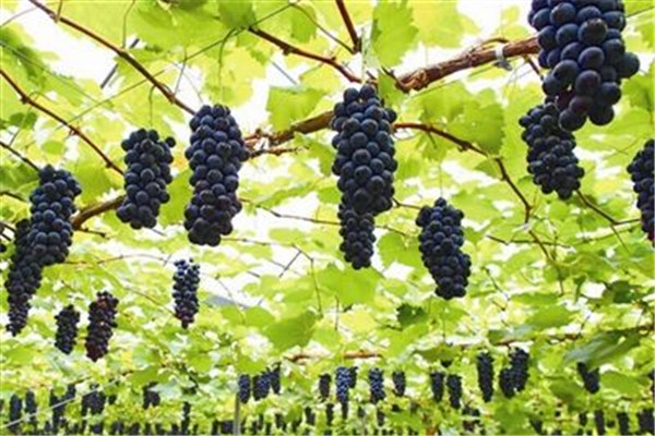 葡萄可以和什么蔬果一起榨汁 葡萄榨汁喝法 葡萄可以和什么蔬果一起榨汁 葡萄榨汁喝法