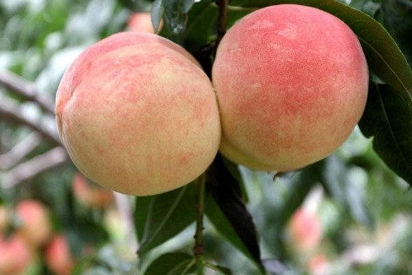 蜜桃可以空腹吃嗎 蜜桃營(yíng)養(yǎng)價(jià)值 蜜桃可以空腹吃嗎 蜜桃營(yíng)養(yǎng)價(jià)值