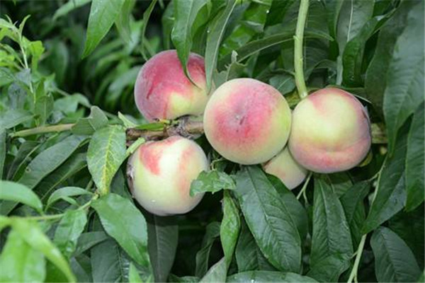 蜜桃可以空腹吃嗎 蜜桃營(yíng)養(yǎng)價(jià)值 蜜桃可以空腹吃嗎 蜜桃營(yíng)養(yǎng)價(jià)值