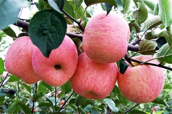 蘋果可以和巧克力一起吃嗎 蘋果和巧克力一起好嗎 蘋果可以和巧克力一起吃嗎 蘋果和巧克力一起好嗎