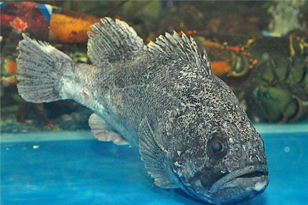 野生石斑魚多少錢一斤 價(jià)格不便宜 野生石斑魚多少錢一斤 價(jià)格不便宜