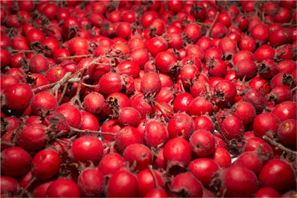 荷葉可以和山楂泡水喝嗎 荷葉的功效 荷葉可以和山楂泡水喝嗎 荷葉的功效