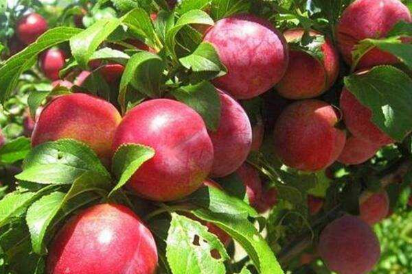 油桃可做罐頭嗎 油桃的吃法 油桃可做罐頭嗎 油桃的吃法