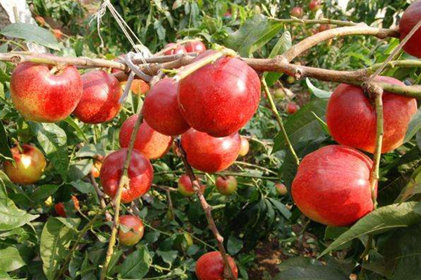 油桃可做罐頭嗎 油桃的吃法 油桃可做罐頭嗎 油桃的吃法