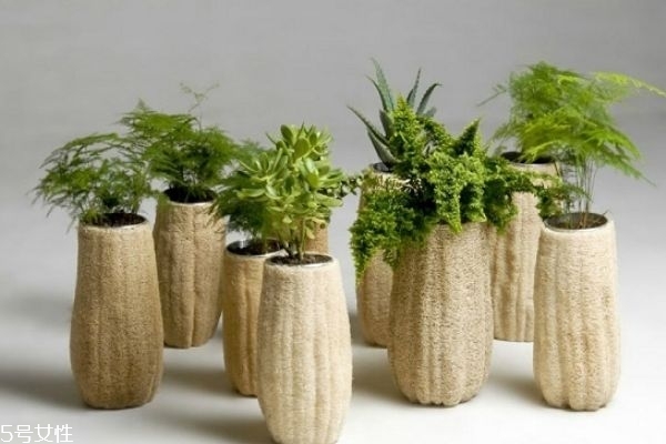 干絲瓜的功效與作用 干絲瓜煮水的功效 干絲瓜的功效與作用 干絲瓜煮水的功效