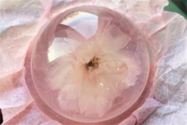 櫻花果凍里的櫻花可以吃嗎 高顏值小零食 櫻花果凍里的櫻花可以吃嗎 高顏值小零食