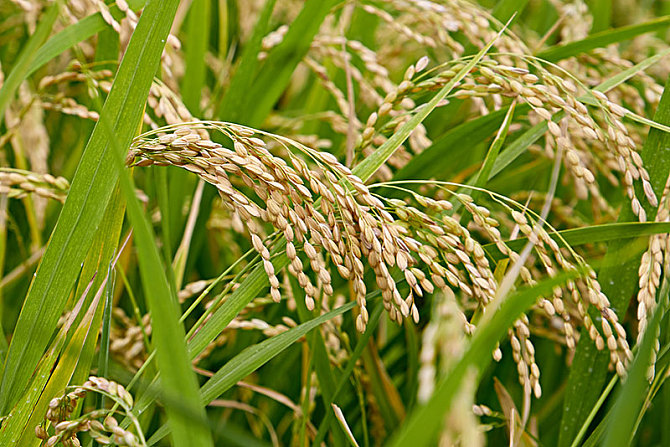 谷粒錢包app軟件-谷粒錢包貸款入口 谷粒錢包app軟件-谷粒錢包貸款入口