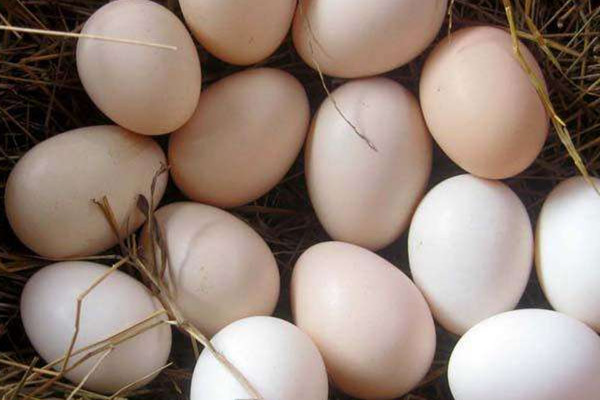 土雞蛋和普通雞蛋的區(qū)別 土雞蛋的營(yíng)養(yǎng)價(jià)值 土雞蛋和普通雞蛋的區(qū)別 土雞蛋的營(yíng)養(yǎng)價(jià)值