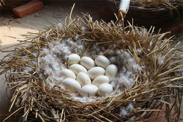 鵝蛋什么人不能吃 哪些人不適合吃鵝蛋