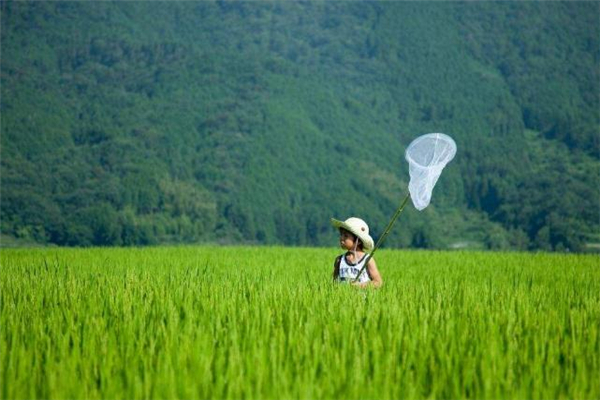 2019小滿會(huì)下雨嗎 小滿下雨有什么說(shuō)法 2019小滿會(huì)下雨嗎 小滿下雨有什么說(shuō)法