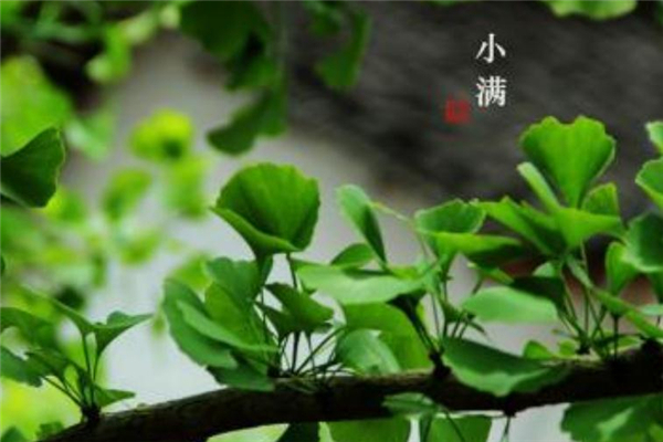 小滿節(jié)氣怎么發(fā)朋友圈 2019小滿祝福語(yǔ)大全