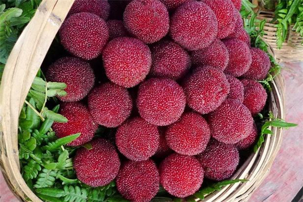 楊梅放久了會(huì)變甜嗎 楊梅不甜怎么辦 楊梅放久了會(huì)變甜嗎 楊梅不甜怎么辦