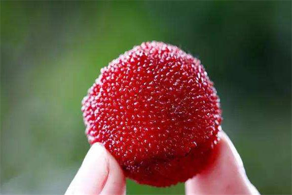 楊梅放久了會(huì)變甜嗎 楊梅不甜怎么辦 楊梅放久了會(huì)變甜嗎 楊梅不甜怎么辦