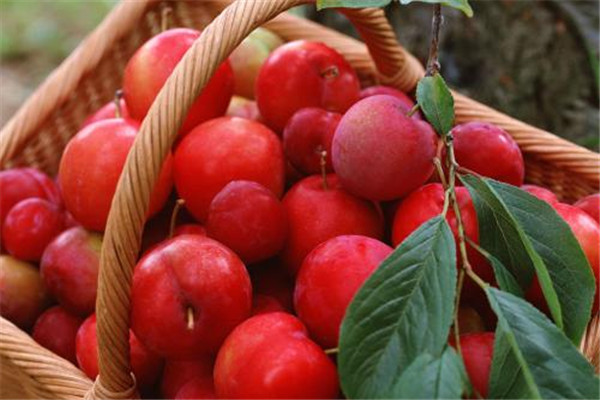 李子糖分高嗎 李子怎么吃好 李子糖分高嗎 李子怎么吃好