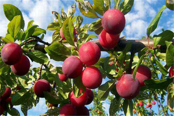 李子是什么季節(jié)的水果 李子的營養(yǎng)價(jià)值