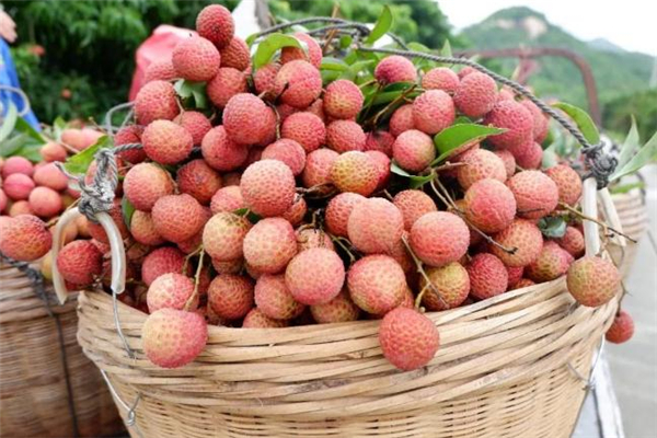 荔枝和哈密瓜能一起吃嗎 不宜吃太多 荔枝和哈密瓜能一起吃嗎 不宜吃太多