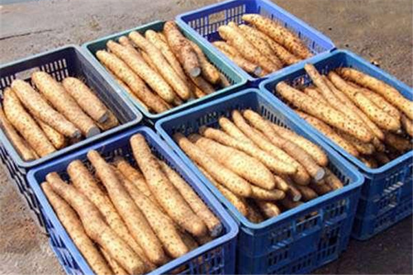 山藥和淮山有什么區(qū)別 什么是淮山 山藥和淮山有什么區(qū)別 什么是淮山