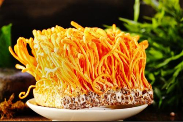 蟲草花可以放冰箱嗎 蟲草花怎么保存 蟲草花可以放冰箱嗎 蟲草花怎么保存