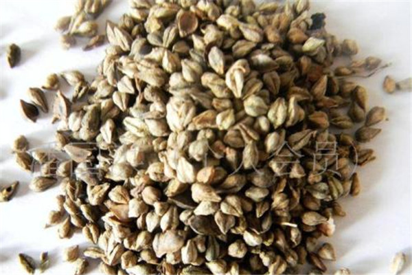 苦蕎可以泡酒嗎 苦蕎泡酒好嗎 苦蕎可以泡酒嗎 苦蕎泡酒好嗎