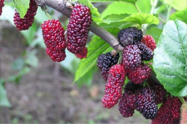 桑葚是中藥嗎 桑葚有哪些作用 桑葚是中藥嗎 桑葚有哪些作用