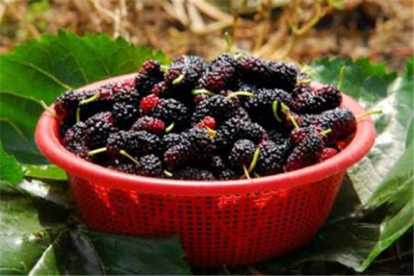 桑葚吃多有什么壞處 桑葚可以多吃嗎 桑葚吃多有什么壞處 桑葚可以多吃嗎