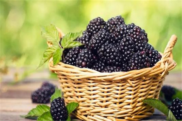 桑葚吃多了會中毒嗎 桑葚能不能多吃 桑葚吃多了會中毒嗎 桑葚能不能多吃