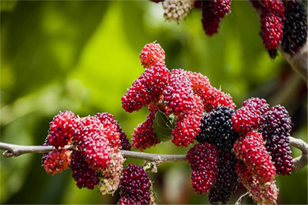 桑葚吃了有什么好處 桑葚的好處有哪些 桑葚吃了有什么好處 桑葚的好處有哪些