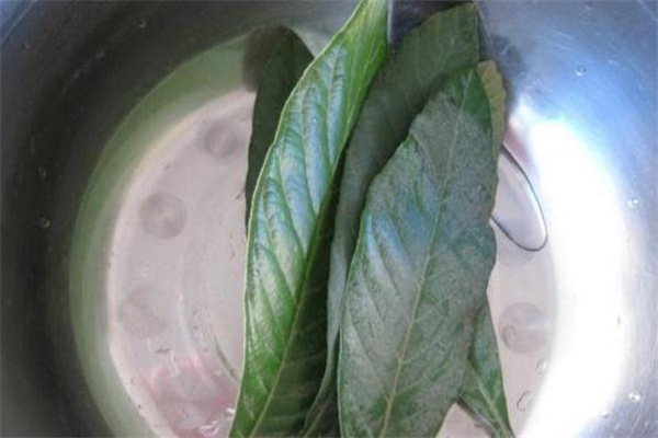 枇杷葉煮水用老葉還是新葉 枇杷葉煮水可以用新葉嗎 枇杷葉煮水用老葉還是新葉 枇杷葉煮水可以用新葉嗎