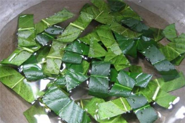 枇杷葉煮水用老葉還是新葉 枇杷葉煮水可以用新葉嗎 枇杷葉煮水用老葉還是新葉 枇杷葉煮水可以用新葉嗎