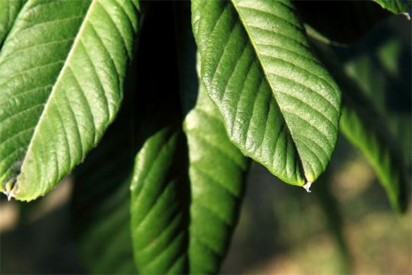 枇杷葉煮水要去毛嗎 枇杷葉上面的毛有毒嗎 枇杷葉煮水要去毛嗎 枇杷葉上面的毛有毒嗎