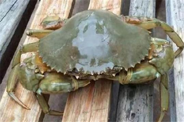 青蟹死了有毒嗎 青蟹死了為什么不能吃 青蟹死了有毒嗎 青蟹死了為什么不能吃